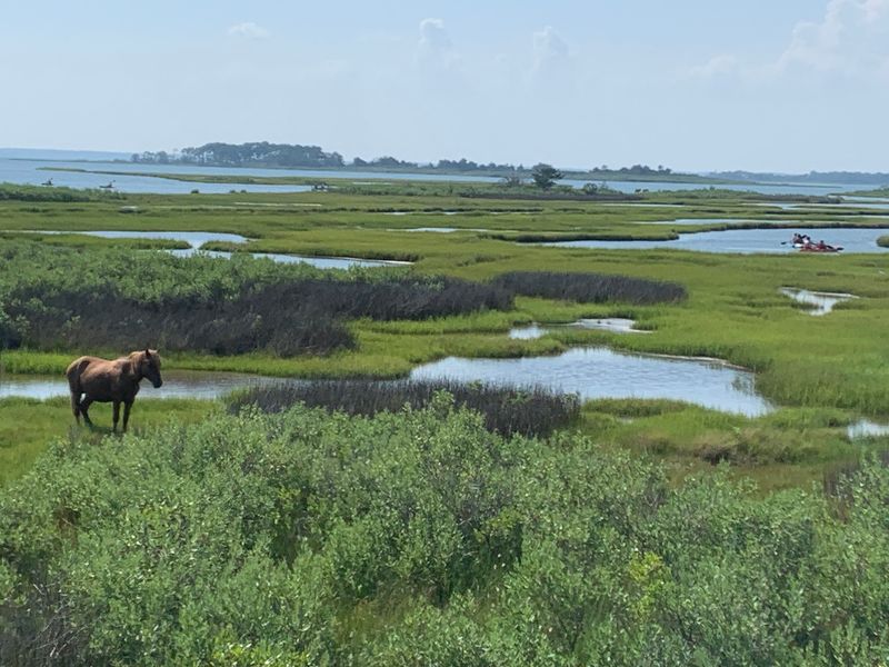 Birding And The Quiet Marsh Nature Trail Birding And The Quiet Marsh Nature Trail