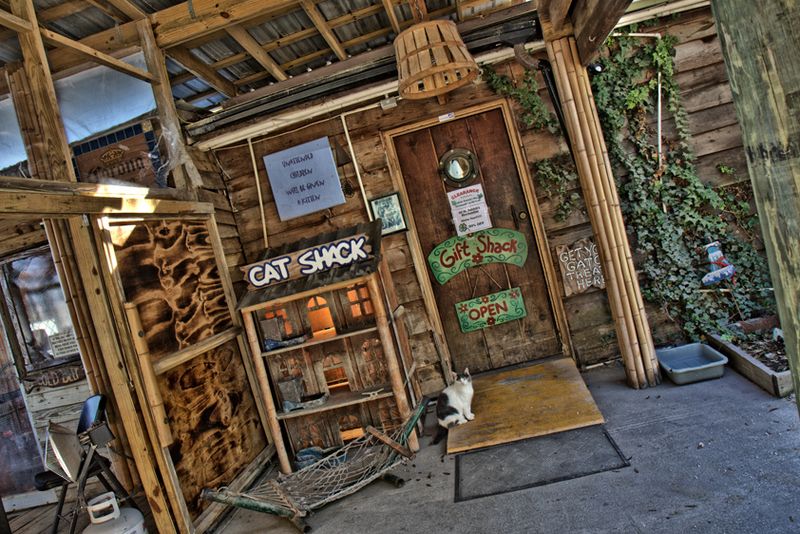 Birds, Cats, and a Quirky Gift Shop