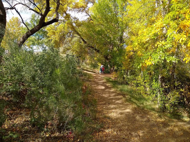 Birdsong Along The Sonoita Creek Trail