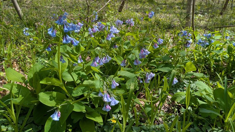Birdsong and Spring Bluebells