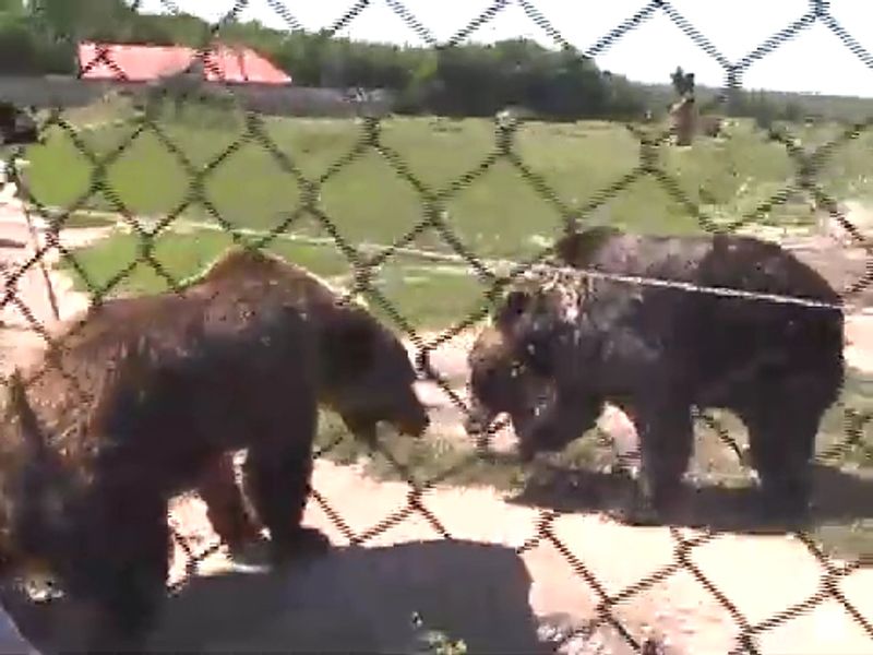 Black Bear Feeding Demonstration Black Bear Feeding Demonstration