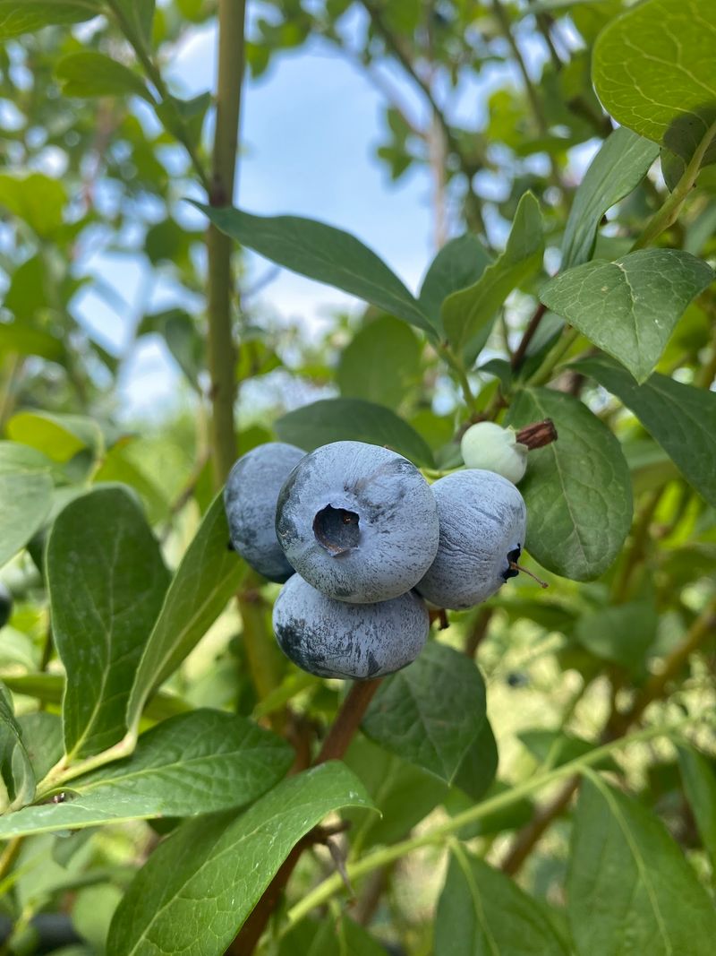 Blueberries and Berry Season Fun Blueberries and Berry Season Fun