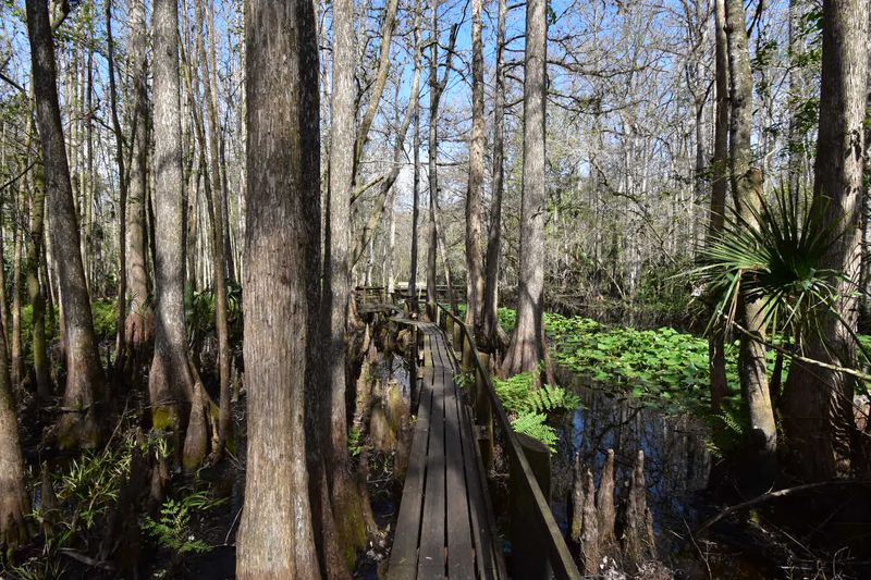 Boardwalks Over The Black Swamp