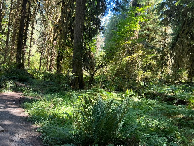 Bogachiel State Park, Forks, Washington