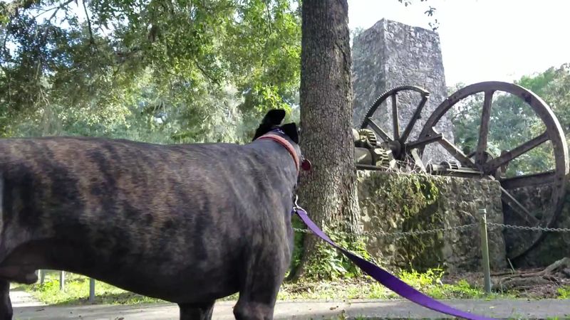 Bring the Dog Along Bring the Dog Along