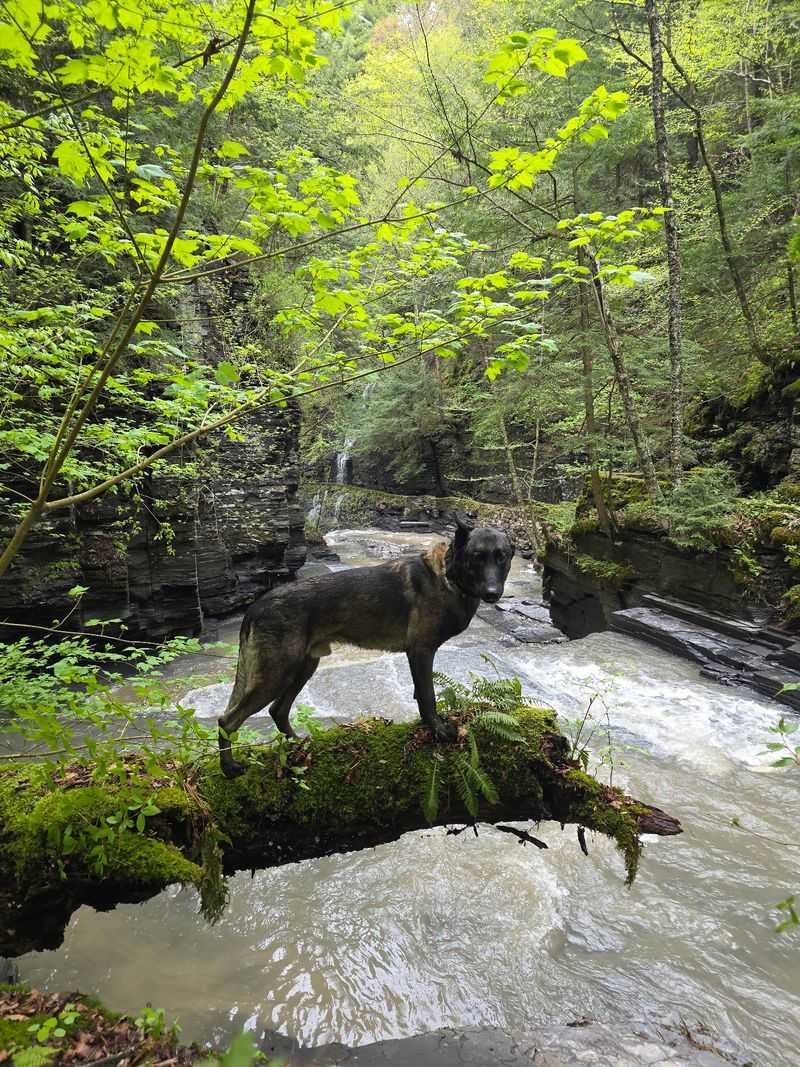 Bring the Dog Along