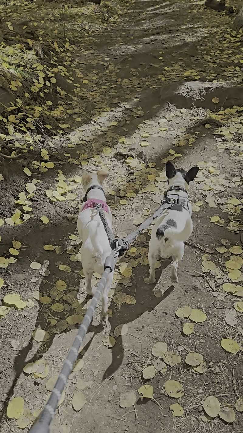 Bringing Your Dog Along For The Walk