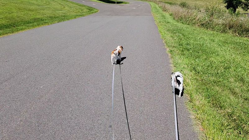 Bringing the Dog Along