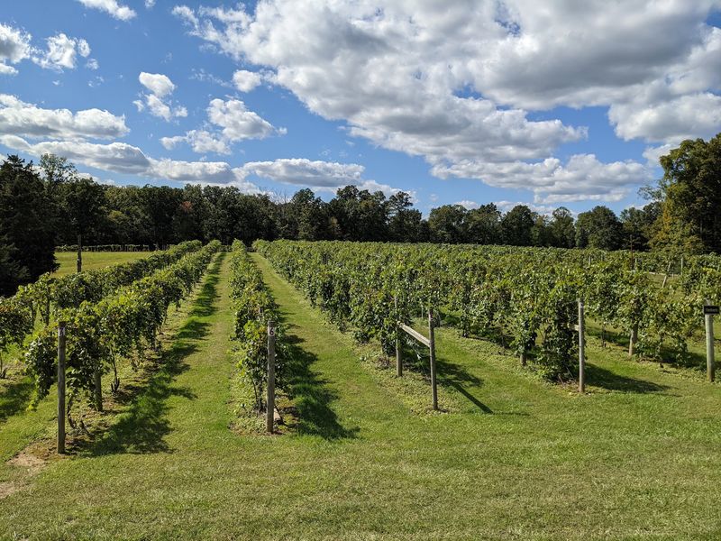 Butler Winery Vineyards, Bloomington, Indiana Butler Winery Vineyards, Bloomington, Indiana