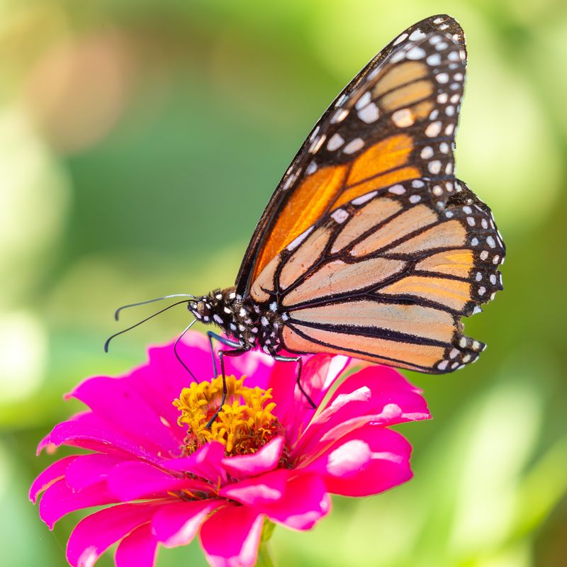 Butterflies That Steal the Show
