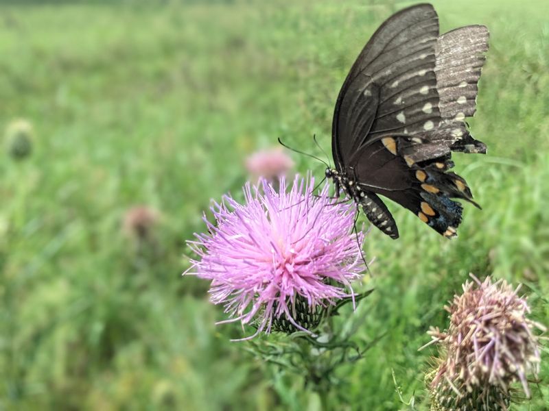 Butterfly Season: An Unexpected Layer of Beauty