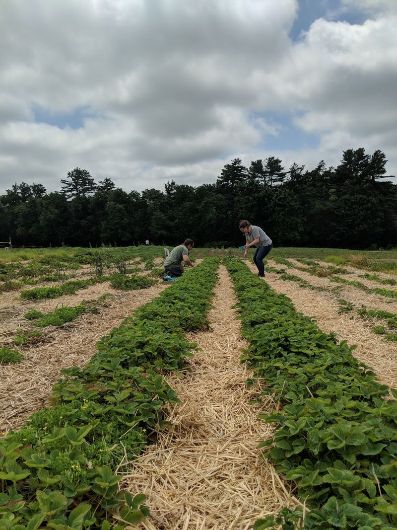 C.N. Smith Farm, East Bridgewater, MA
