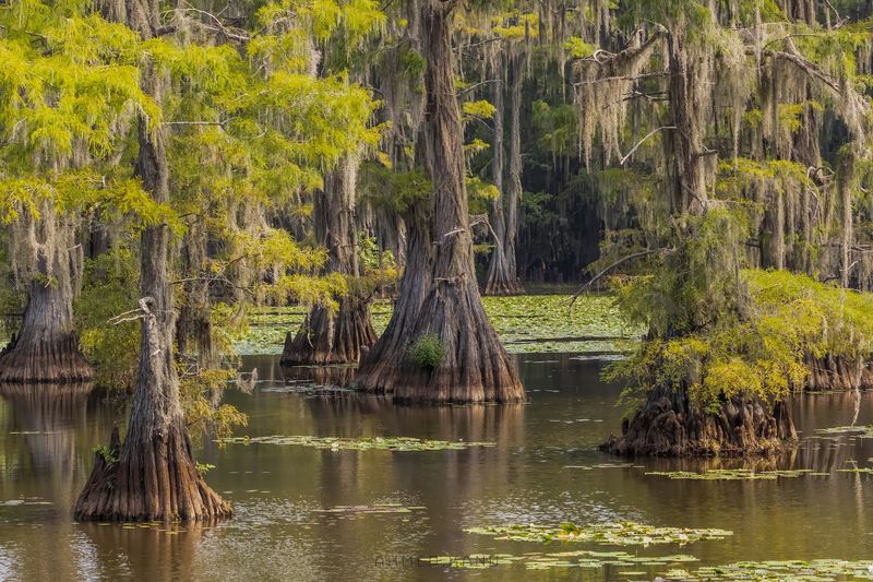 Caddo Lake State Park - Karnack, Texas Caddo Lake State Park - Karnack, Texas
