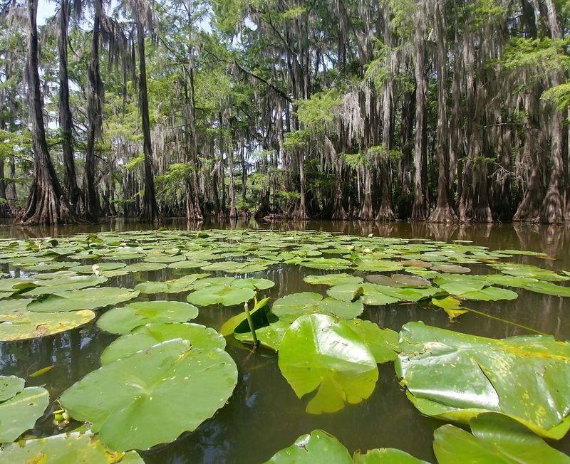 Caddo Lake State Park - Karnack, Texas Caddo Lake State Park - Karnack, Texas