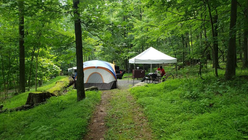 Camping Beneath the Trees Camping Beneath the Trees