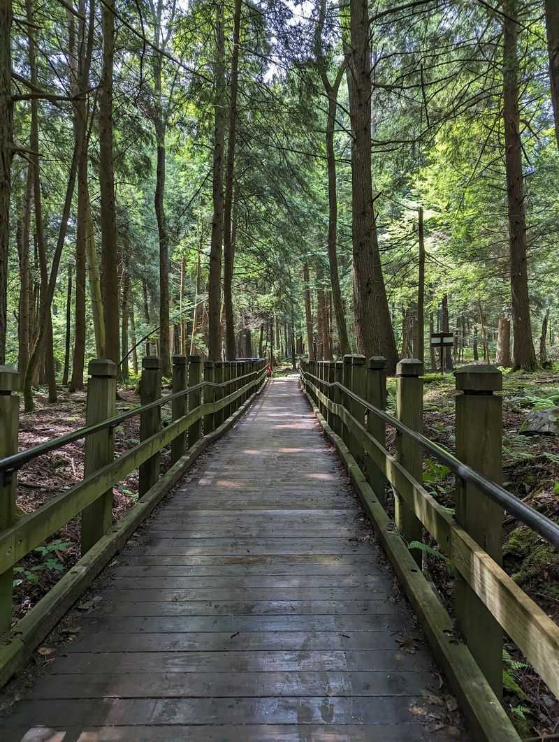 Camping Right in the Heart of the Forest