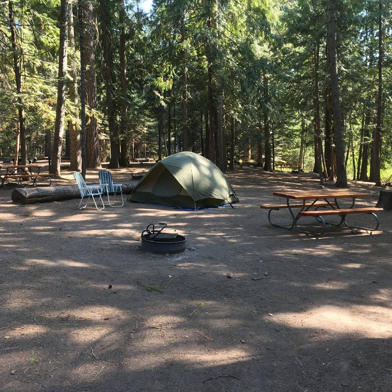 Camping Under The Cleared Pines Camping Under The Cleared Pines