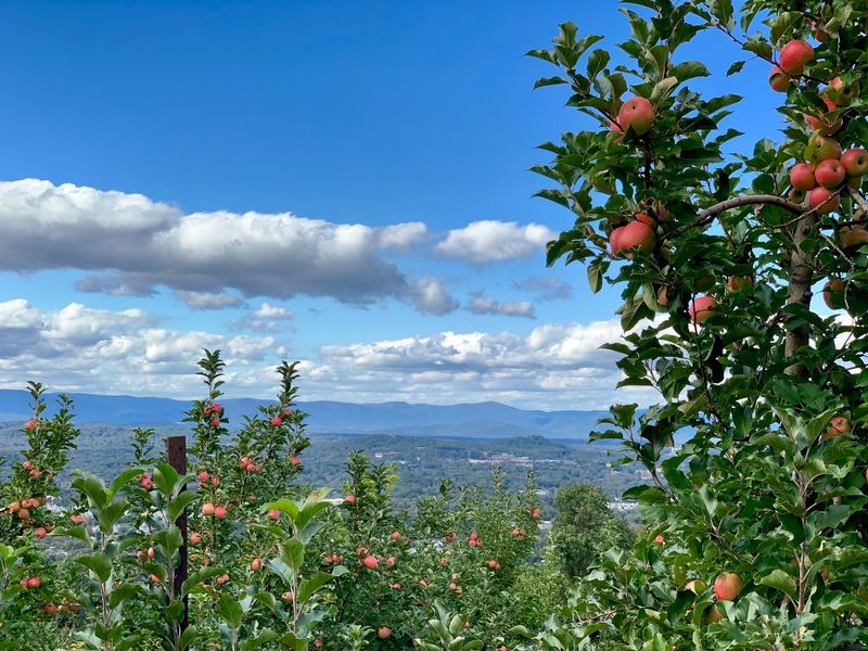 Carter Mountain Orchard, Charlottesville, Virginia