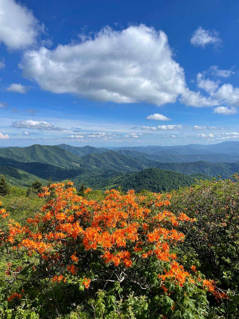 Carvers Gap and the Grassy Balds