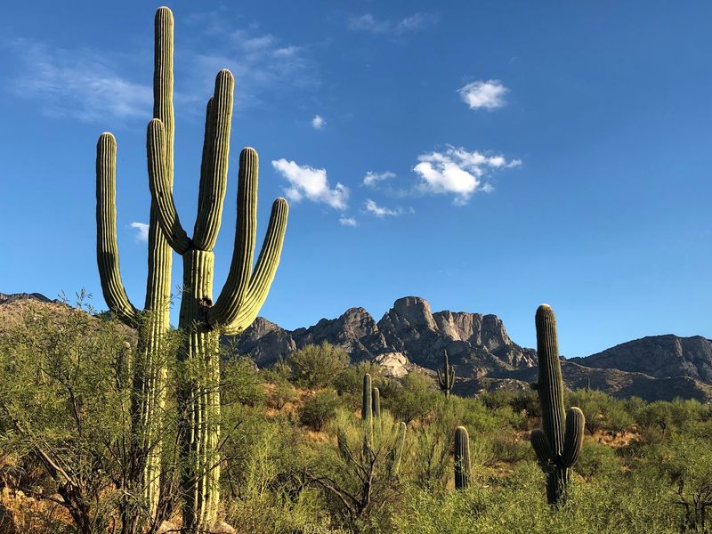Catalina State Park, Tucson, Arizona Catalina State Park, Tucson, Arizona