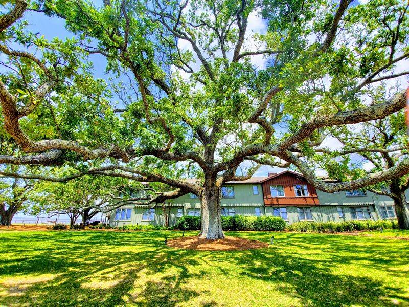 Century Oaks And Grounds Worth Wandering