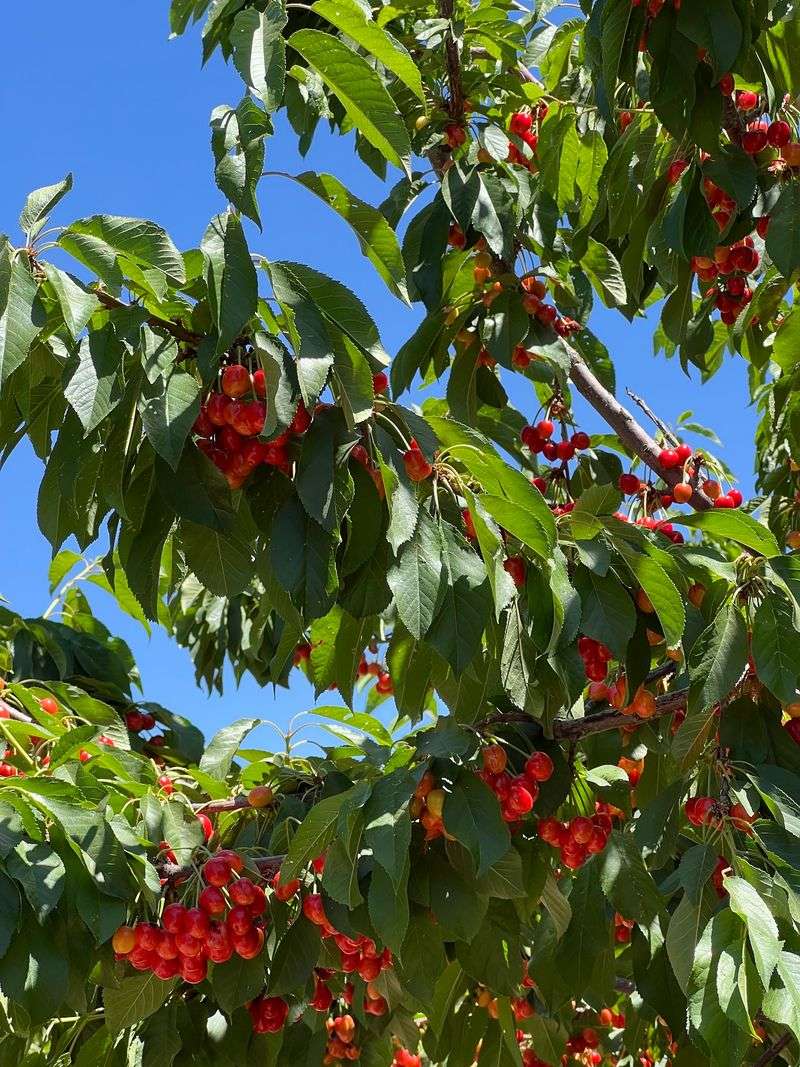 Cherries, Apricots, and the Early Season Lineup