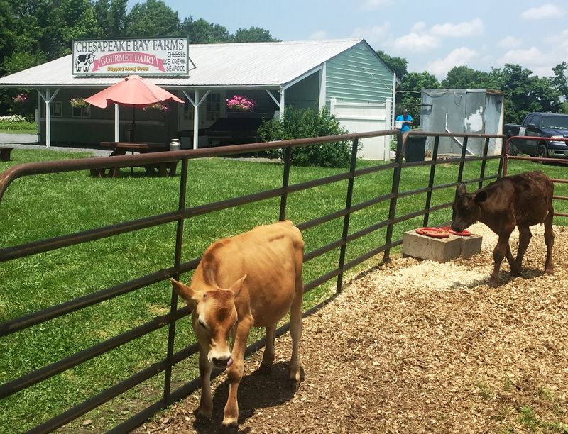 Chesapeake Bay Farms, Berlin, Maryland Chesapeake Bay Farms, Berlin, Maryland