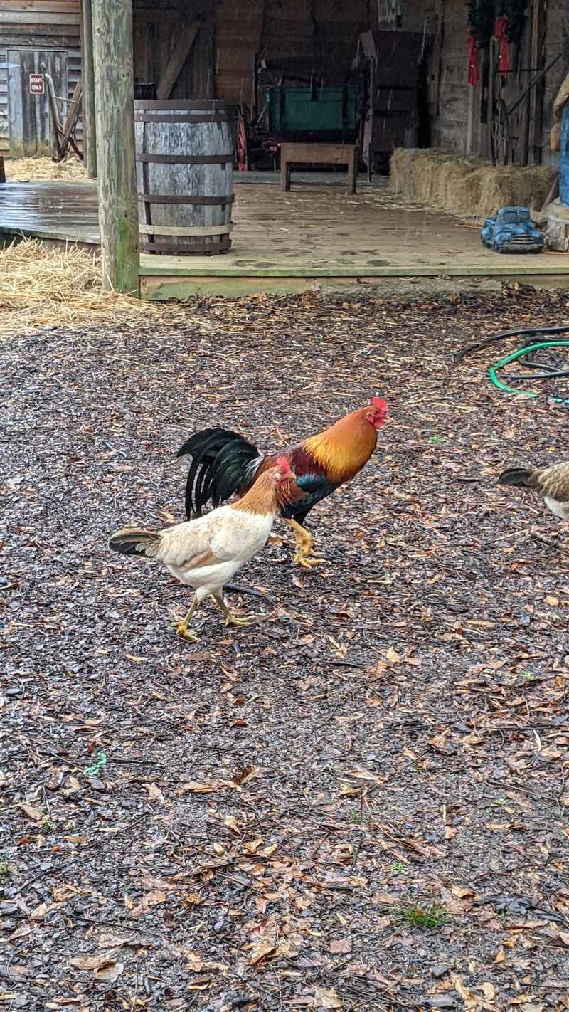 Chickens, Mill Cats, and a Family-Friendly Feel
