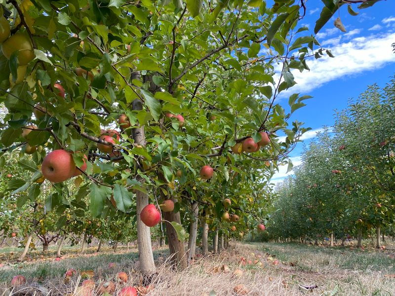 Chiles Peach Orchard, Crozet, Virginia