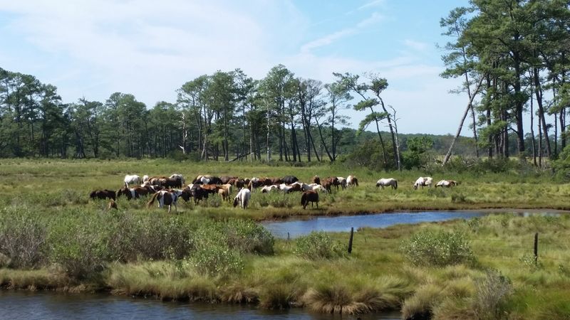 Chincoteague Chincoteague