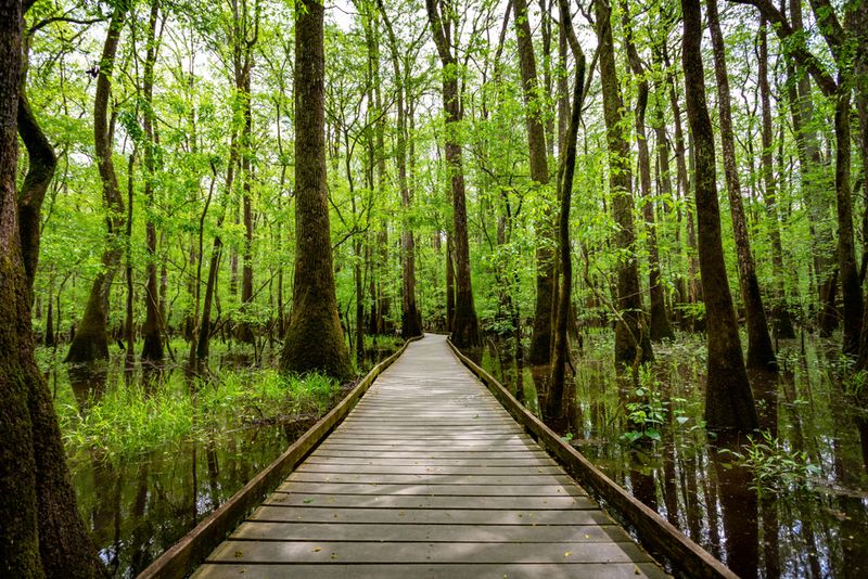 Congaree National Park Loop