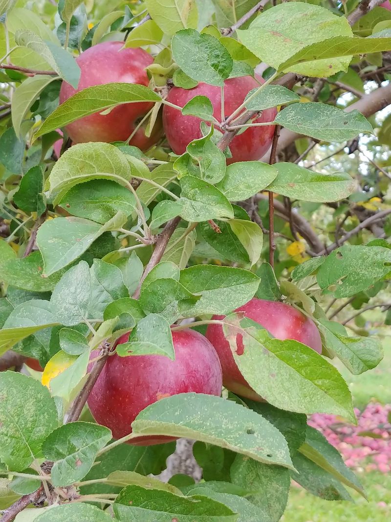 Cook's Farm Orchard, Brimfield, Massachusetts