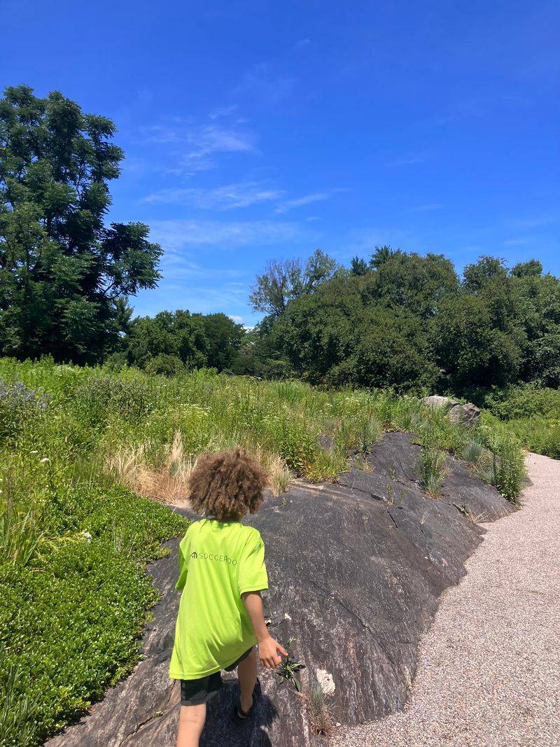 Cottonwood Cottonwood