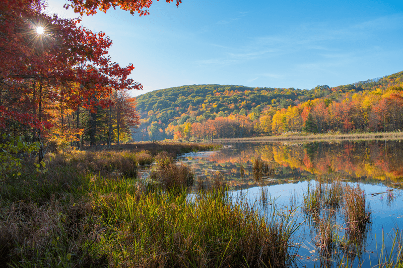 Cranberry Bog, Binghamton