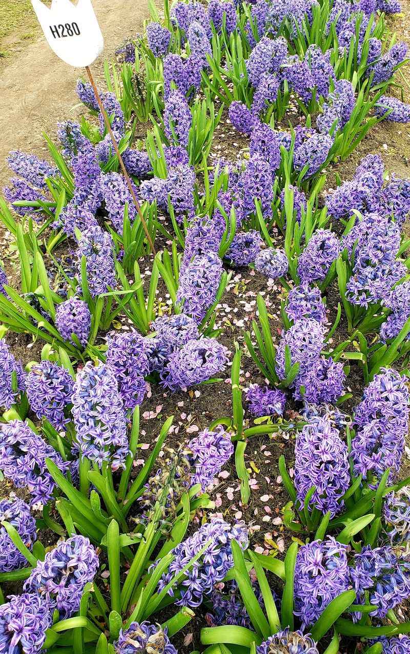 Daffodils, Hyacinths, and Crocuses Round Out the Floral Show