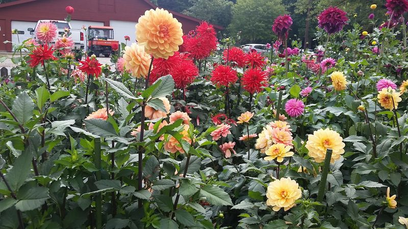 Dahlias and a Tended Herb Garden