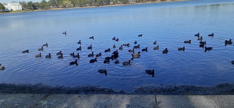 DeFuniak Springs DeFuniak Springs