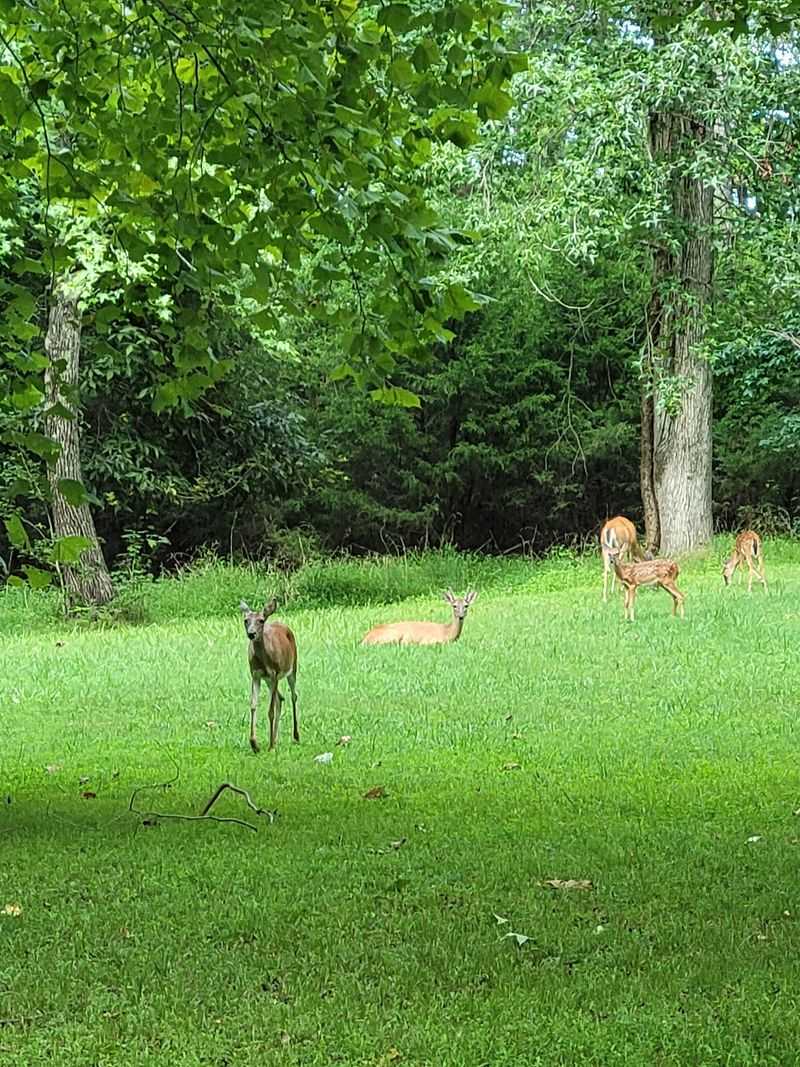 Deer, Birds, And Everyday Wildlife Deer, Birds, And Everyday Wildlife