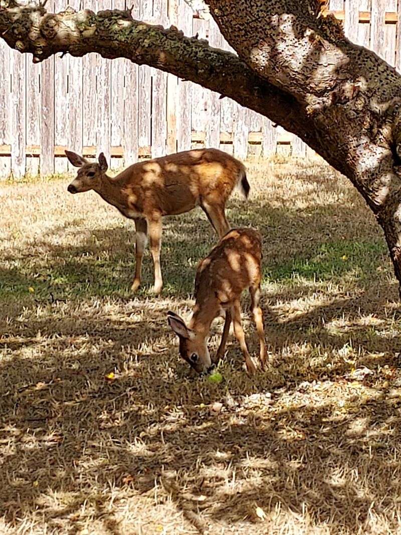 Deer, Eagles, And More Wildlife
