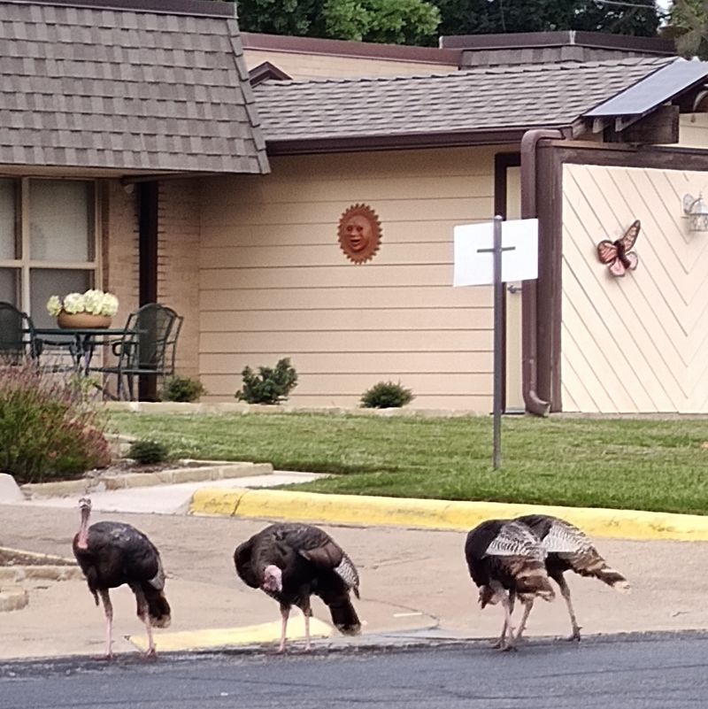 Deer, Turkeys, and Neighbors With Fur and Feathers Deer, Turkeys, and Neighbors With Fur and Feathers