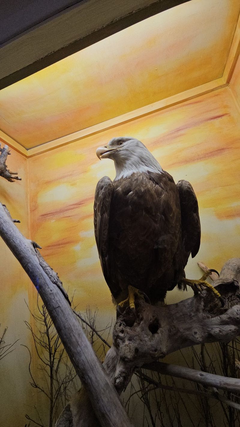 Dioramas And Wildlife Displays That Surprise Dioramas And Wildlife Displays That Surprise