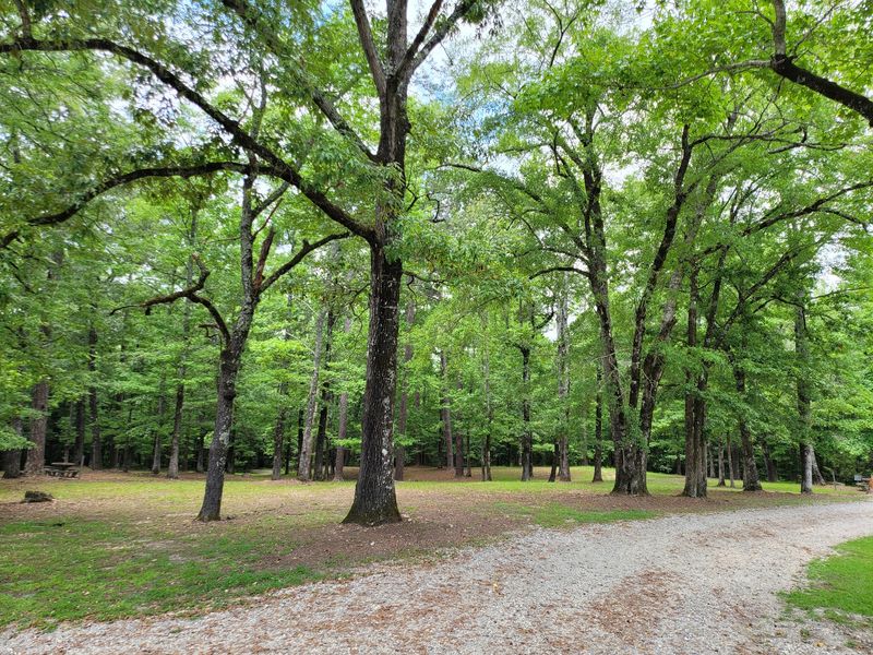 Disc Golf Course for Outdoor Fun