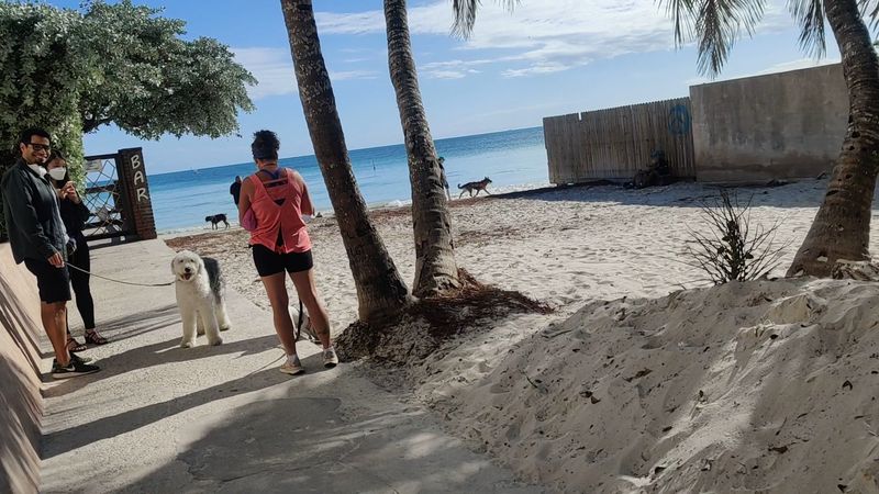Dog Beach - Key West, Florida