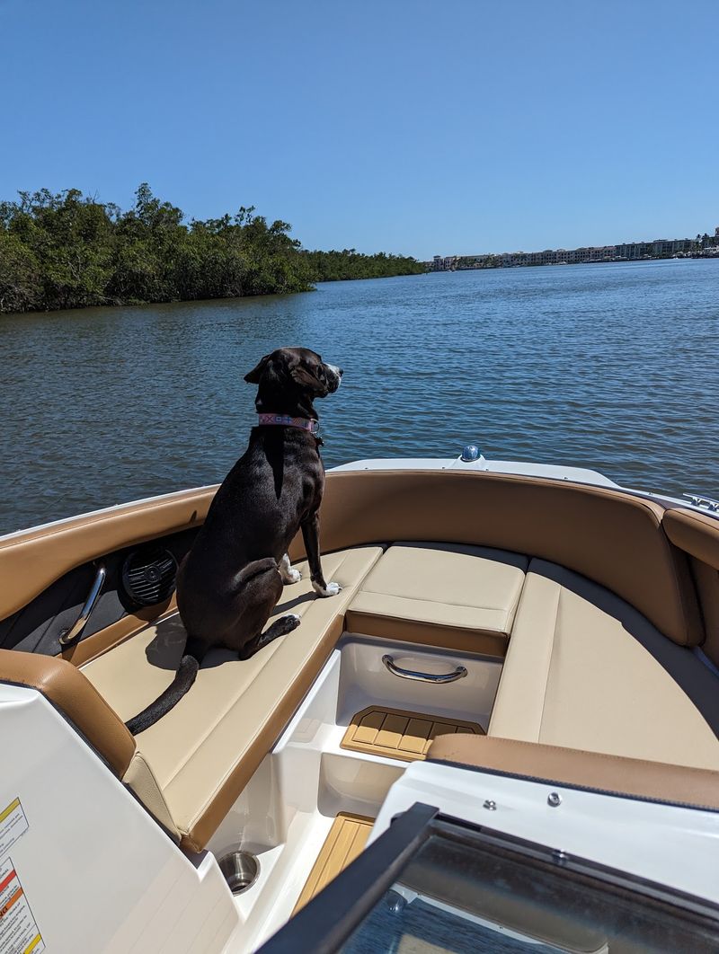 Dog-Friendly Beach That Actually Welcomes Your Pup Dog-Friendly Beach That Actually Welcomes Your Pup