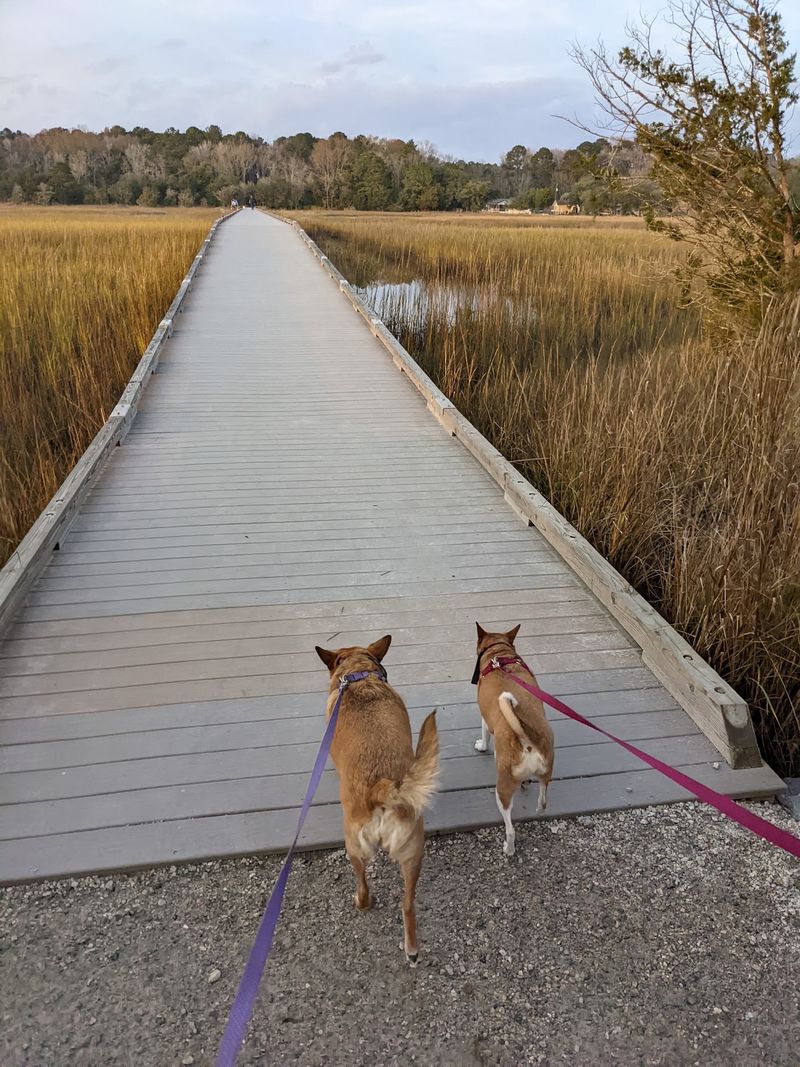 Dog-Friendly From Start to Finish Dog-Friendly From Start to Finish