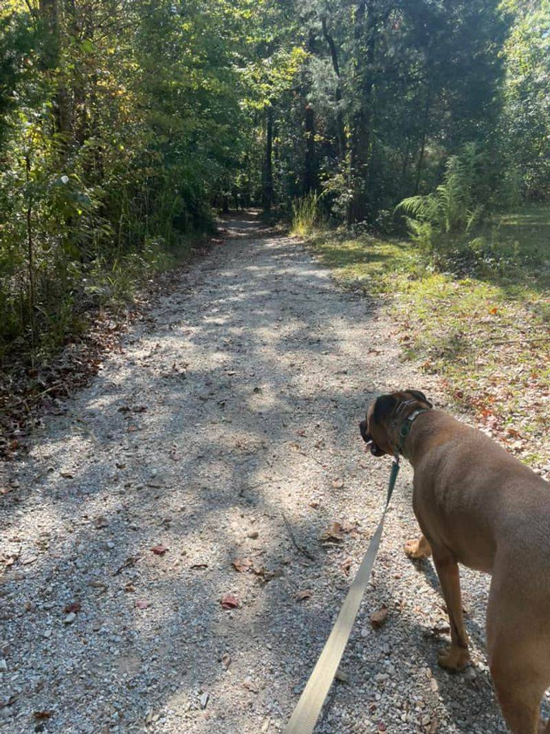 Dog-Friendly Park With Designated Walk Areas