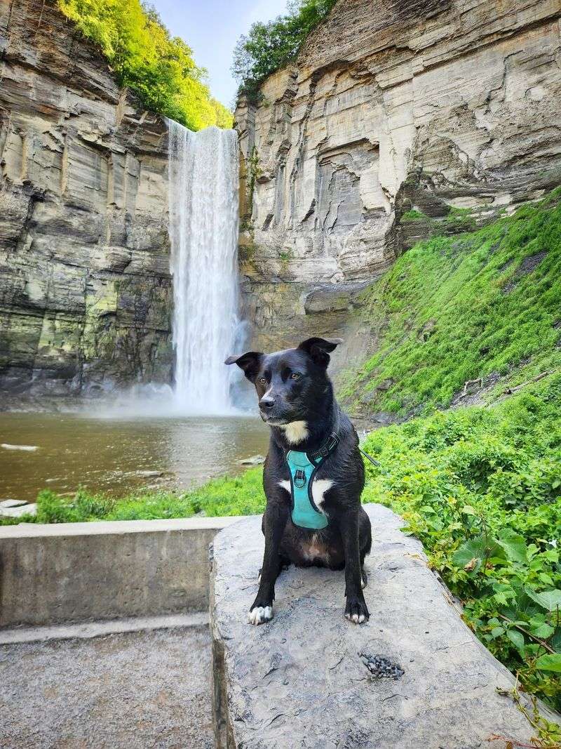 Dog-Friendly Trails Where Pets Are Welcome Dog-Friendly Trails Where Pets Are Welcome