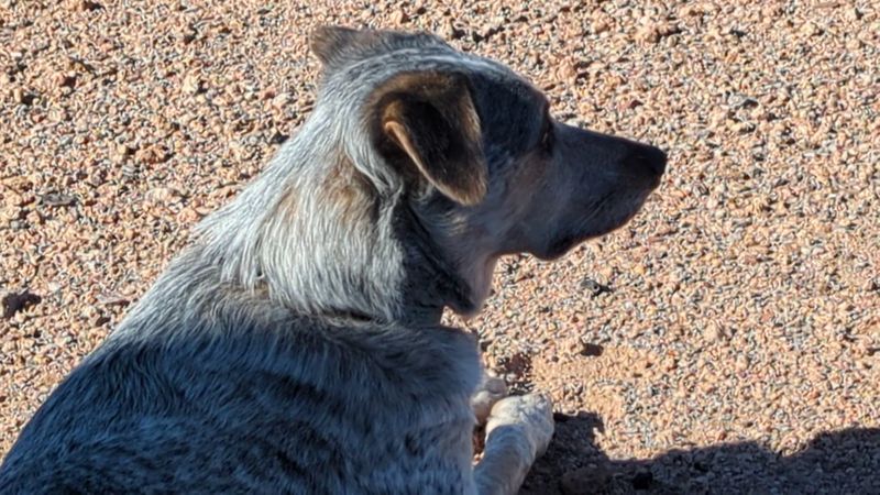Dog-Friendly Trails Where Your Pup Can Explore Right Alongside You Dog-Friendly Trails Where Your Pup Can Explore Right Alongside You