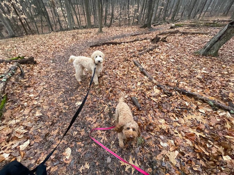 Dog-Friendly Trails With a Special Off-Leash Section
