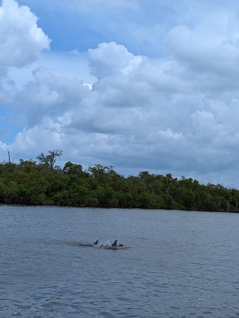 Dolphins Playing in the Shallows Dolphins Playing in the Shallows